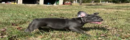 French Bulldog dogs for sale: Bloom  - Ad 10
