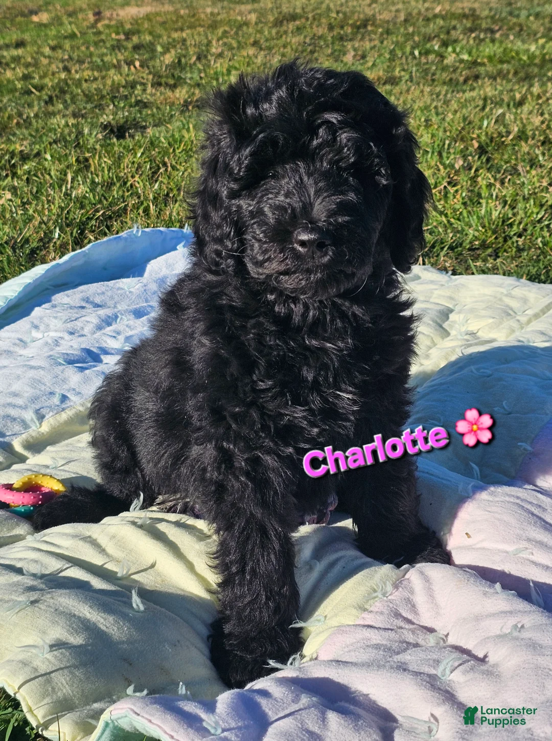 Goldendoodle dogs for sale: Charlotte  - Ad 1