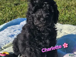 Goldendoodle dogs Charlotte - Ad 10