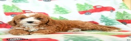 Cavapoo dogs for sale: Creg - Ad 3