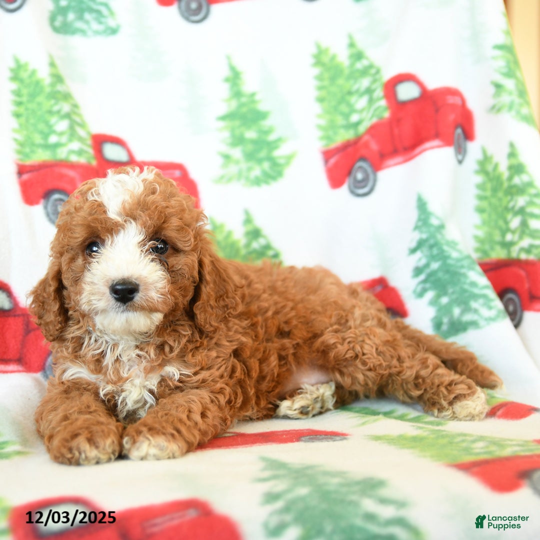 Cavapoo dogs for sale: Creg - Ad 3