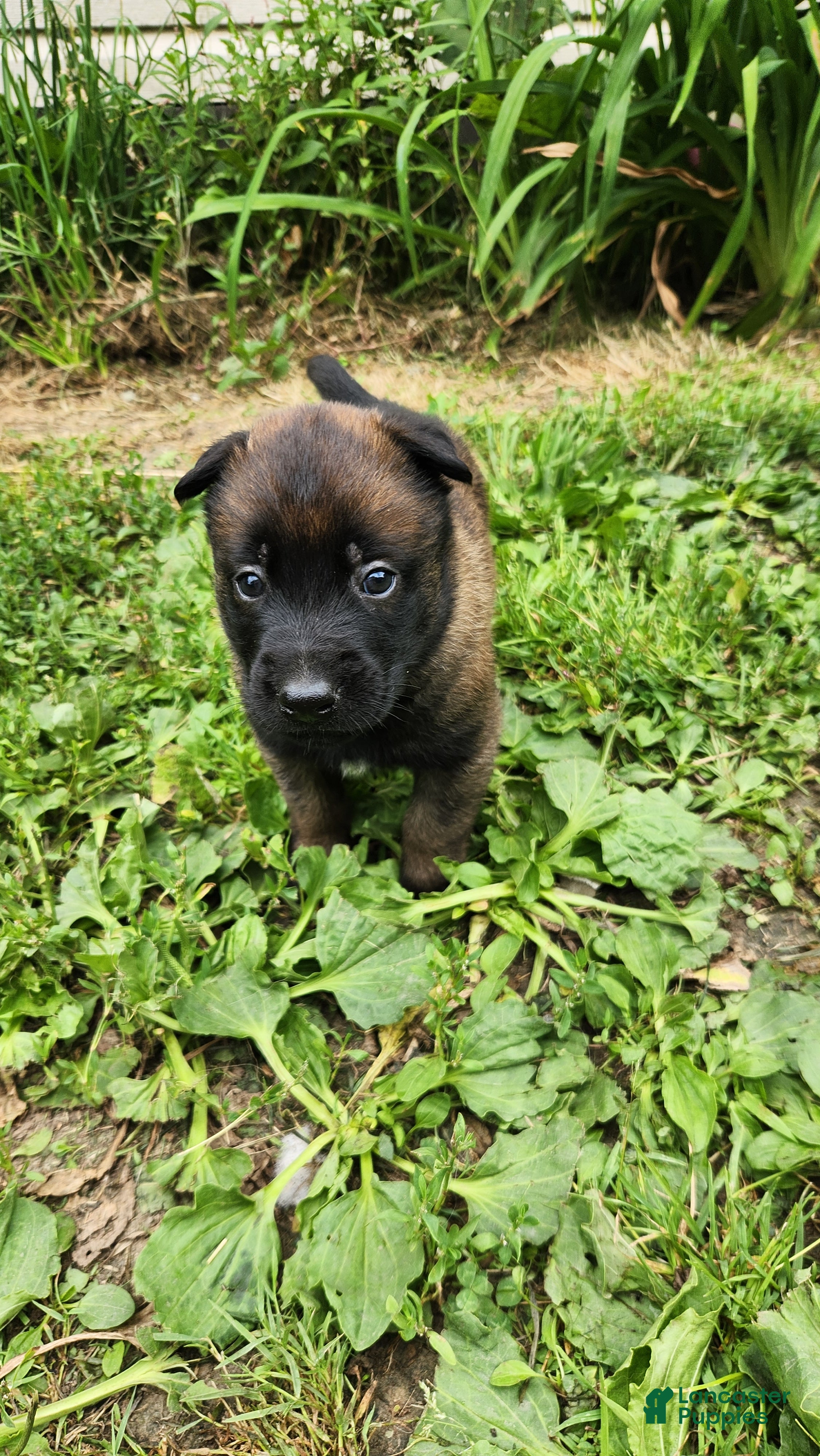 Belgian Malinois dogs Odin (Orange - Ad 19