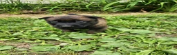 Belgian Malinois dogs for sale: Odin (Orange - Ad 1