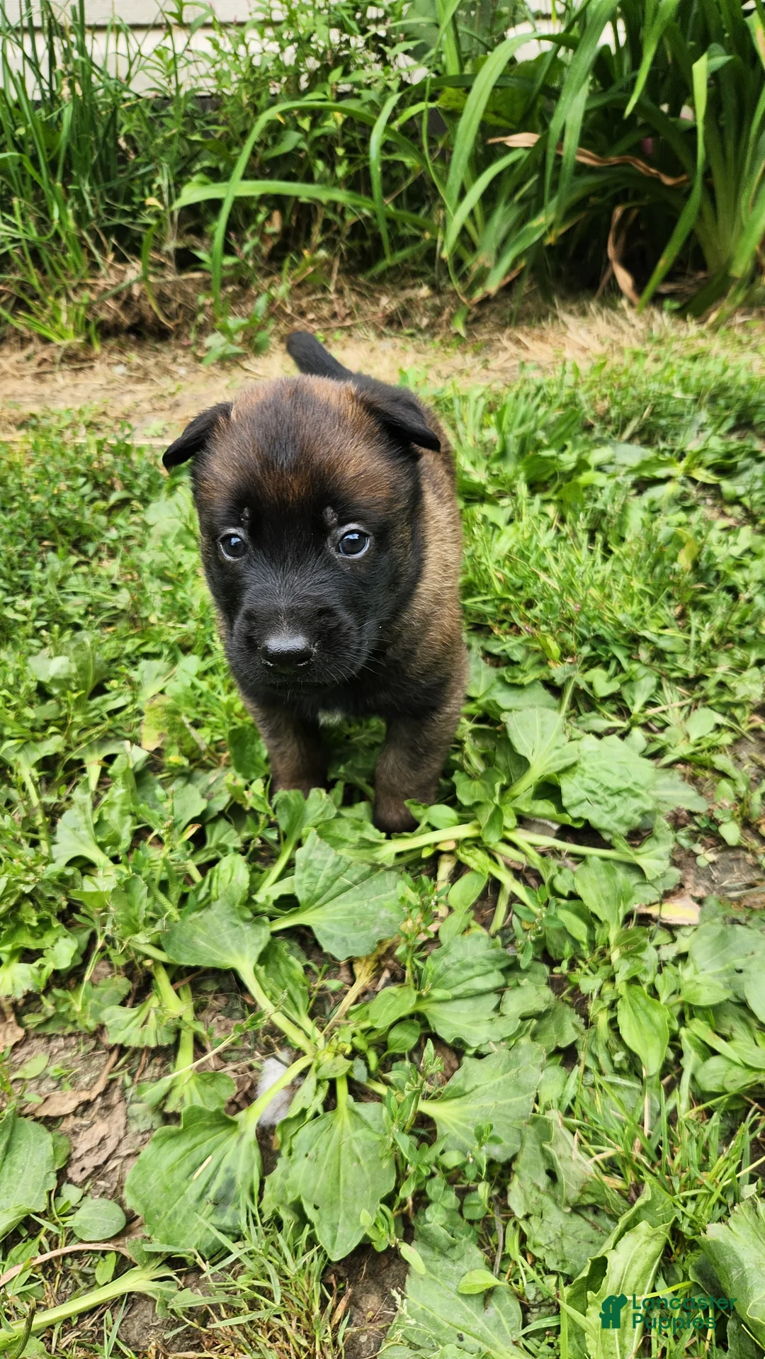 Belgian Malinois dogs for sale: Odin (Orange - Ad 1