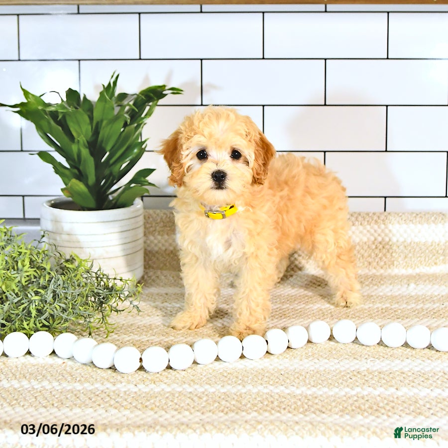 Cockapoo dogs Bo EXTRA SMALL - Ad 2