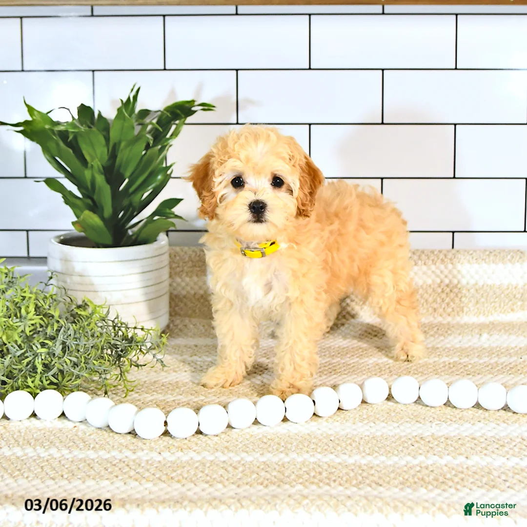 Cockapoo dogs for sale: Bo EXTRA SMALL - Ad 2