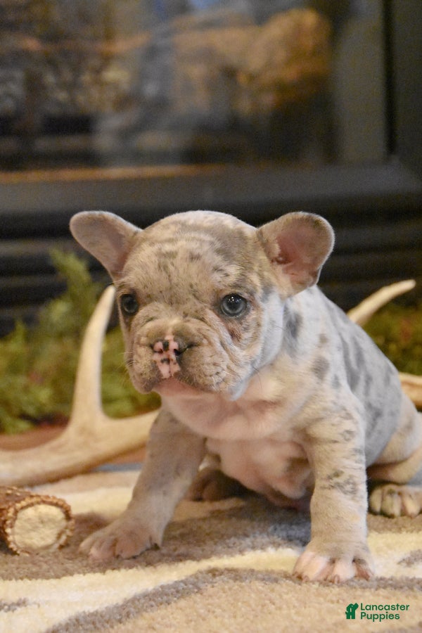 French Bulldog dogs Dixie - Ad 2