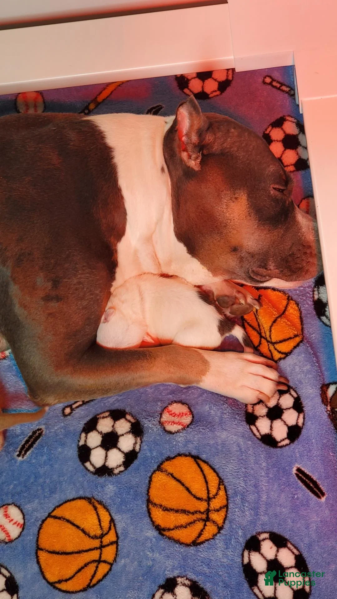 American Bully dogs for sale: American Bully 5 - Ad 35