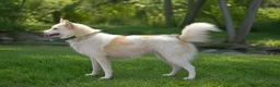 Pomsky dogs for sale: Cupcake - Ad 3