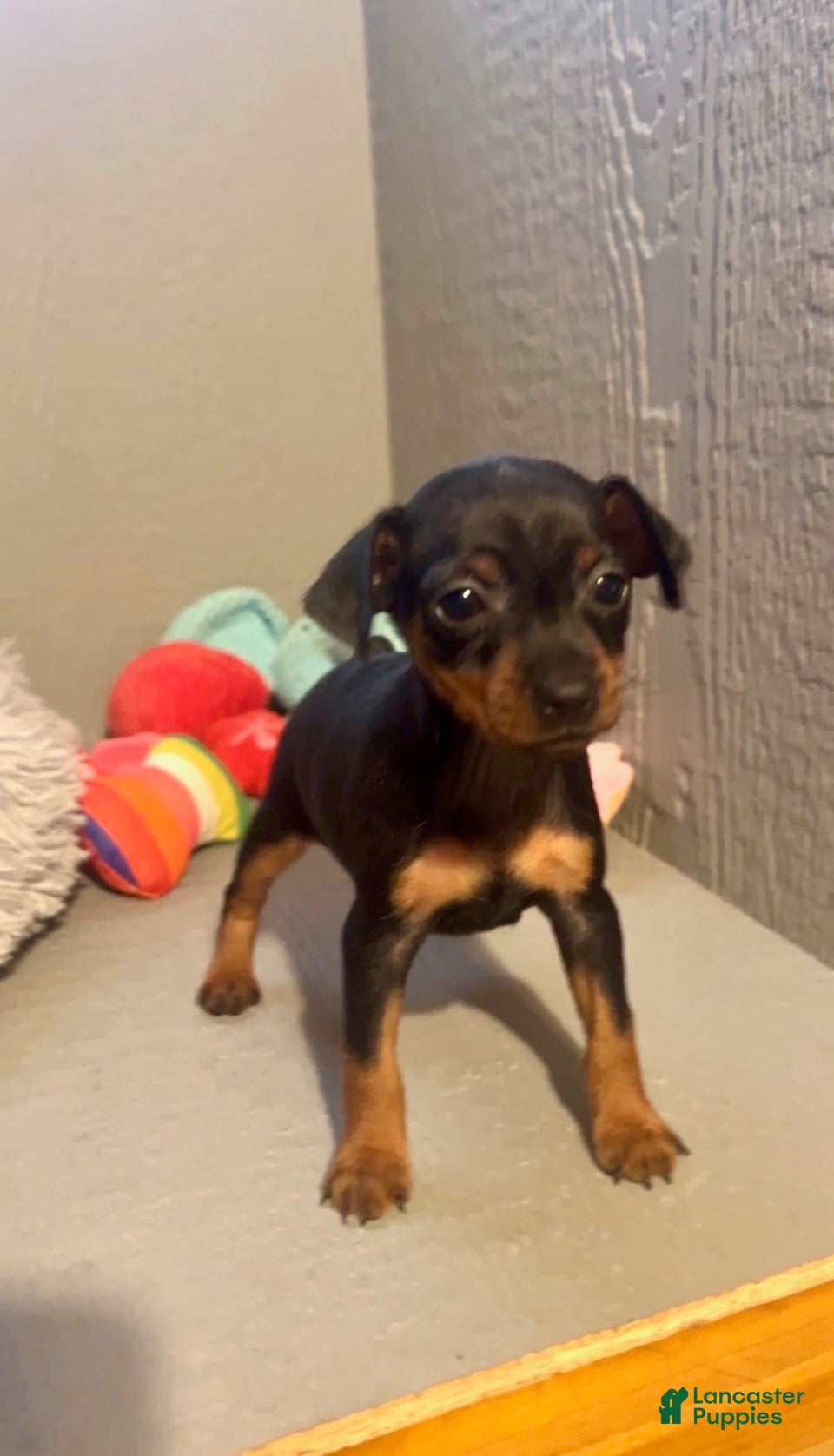 Miniature Pinscher dogs Sprinkles - Ad 1