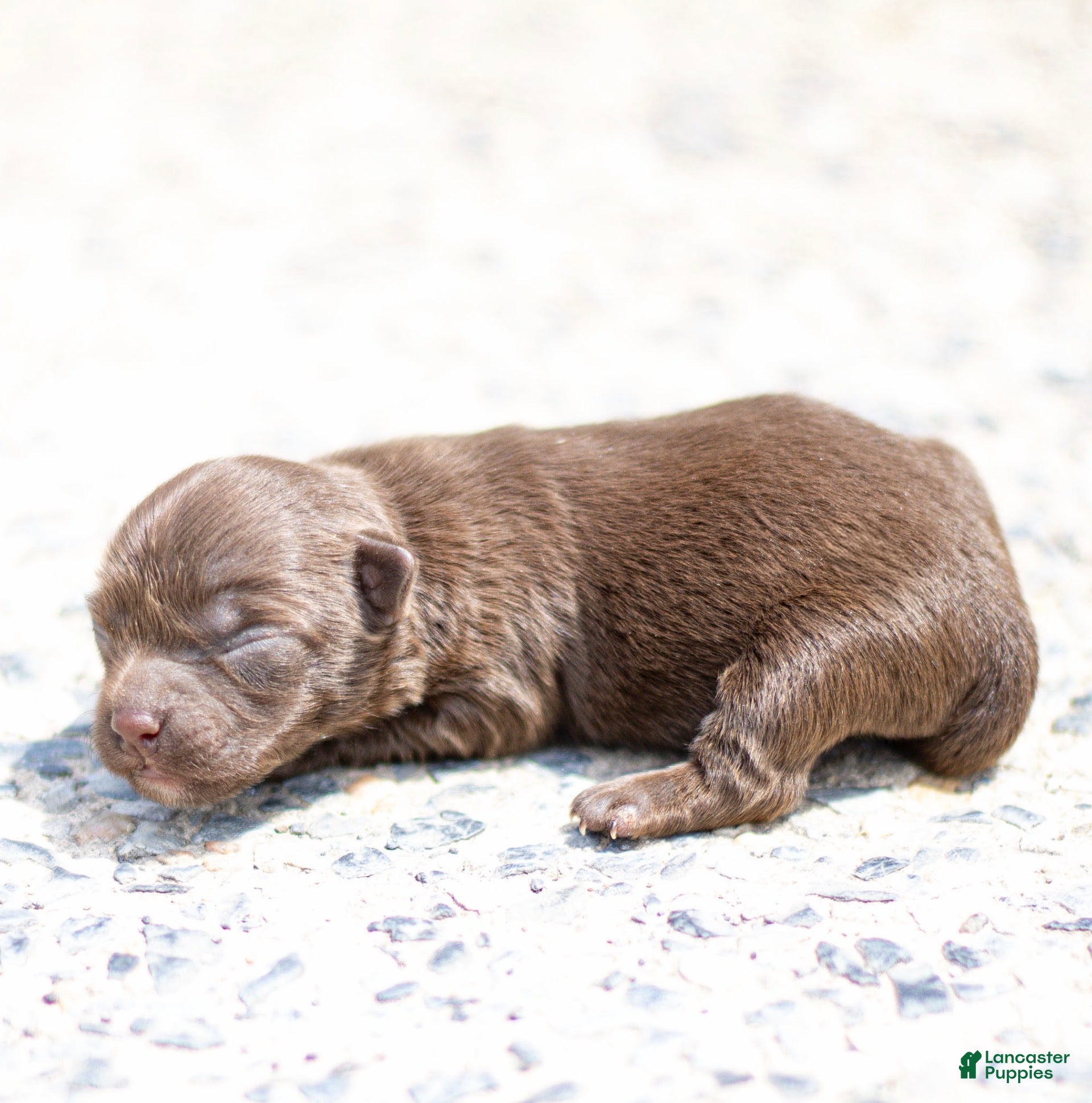 Chihuahua dogs Jolene Chihuahua Puppy  - Ad 1