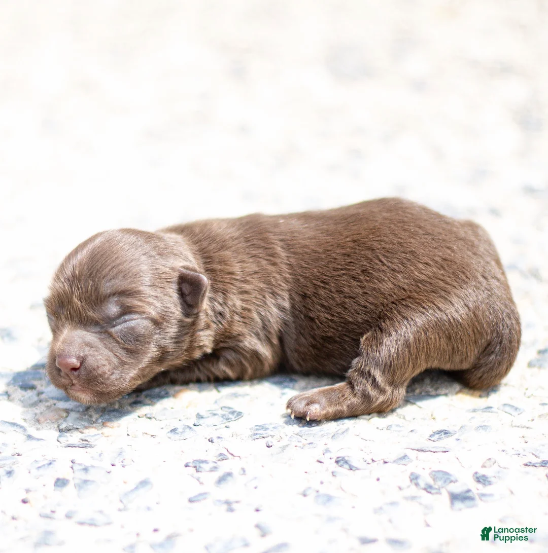 Chihuahua dogs for sale: Jolene Chihuahua Puppy  - Ad 1
