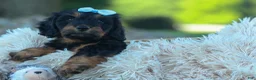 Miniature Dachshund dogs for sale: Harley  🦴🐶 - Ad 5