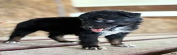 Australian Shepherd dogs for sale: Dakotah - Ad 7