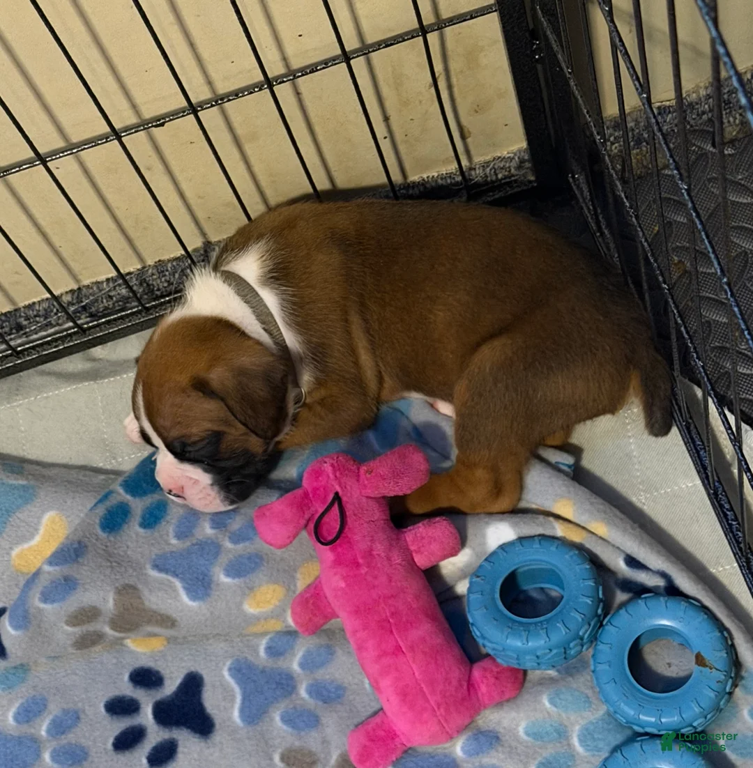 Boxer dogs for sale: Olaf - Ad 2