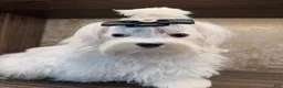 Maltese dogs for sale: Tobi - Ad 6