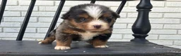 Mini Bernedoodle dogs for sale: Derek - Ad 2