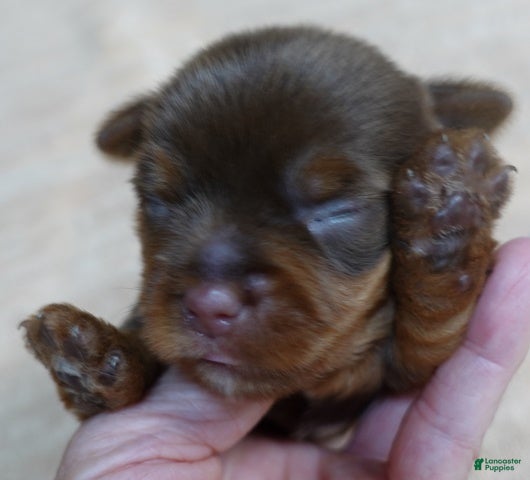 Yorkshire Terrier dogs Samson - Ad 25
