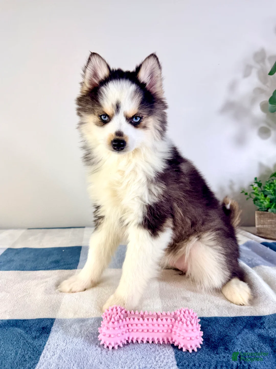 Pomsky dogs for sale: Frost - Ad 3