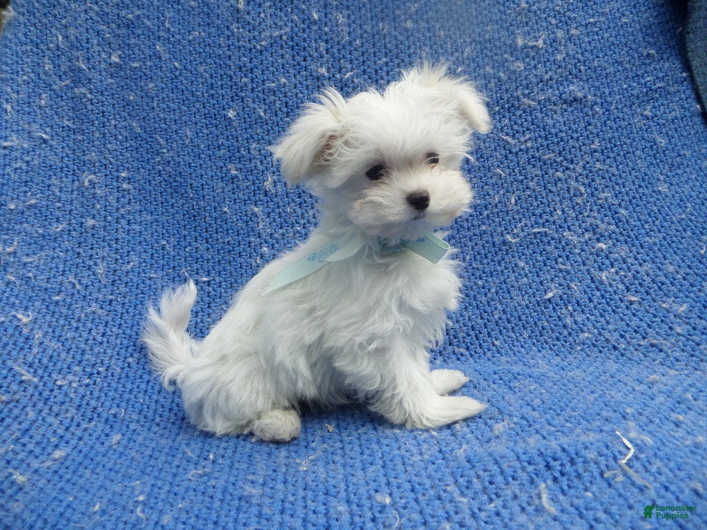 Maltese dogs Colt - Ad 2