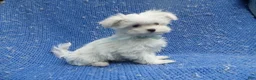 Maltese dogs for sale: Colt - Ad 1