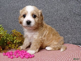 Cavachon dogs - Ad 6
