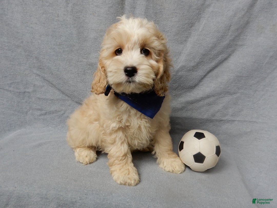 Cockapoo dogs for sale: Luka - Ad 5