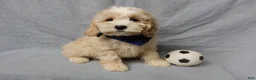 Cockapoo dogs for sale: Luka - Ad 5