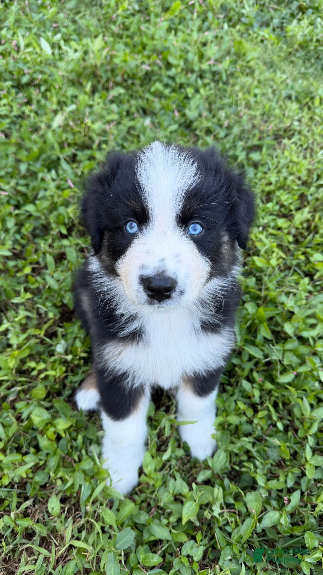 Australian Shepherd dogs for sale: Butler - Male - Ad 1