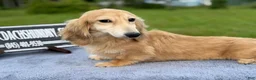 Miniature Dachshund dogs for sale: Cream - Ad 5