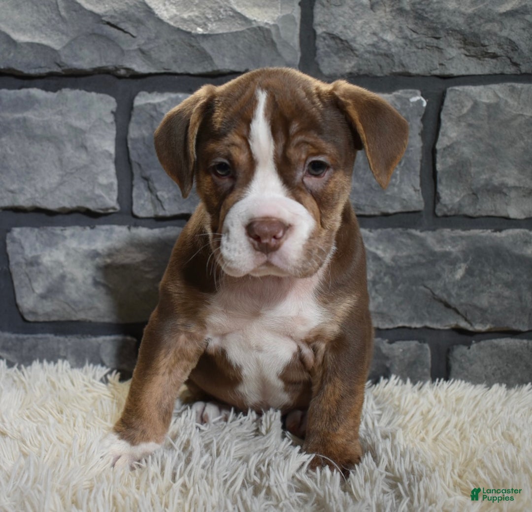 Mixed Breed dogs for sale: Riley  - Ad 4