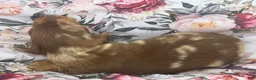 Miniature Dachshund dogs for sale: Pearl - Ad 15