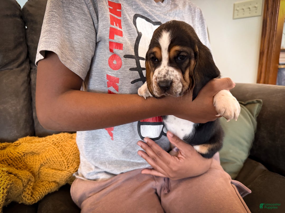 Basset Hound dogs for sale: Patrick - Ad 3