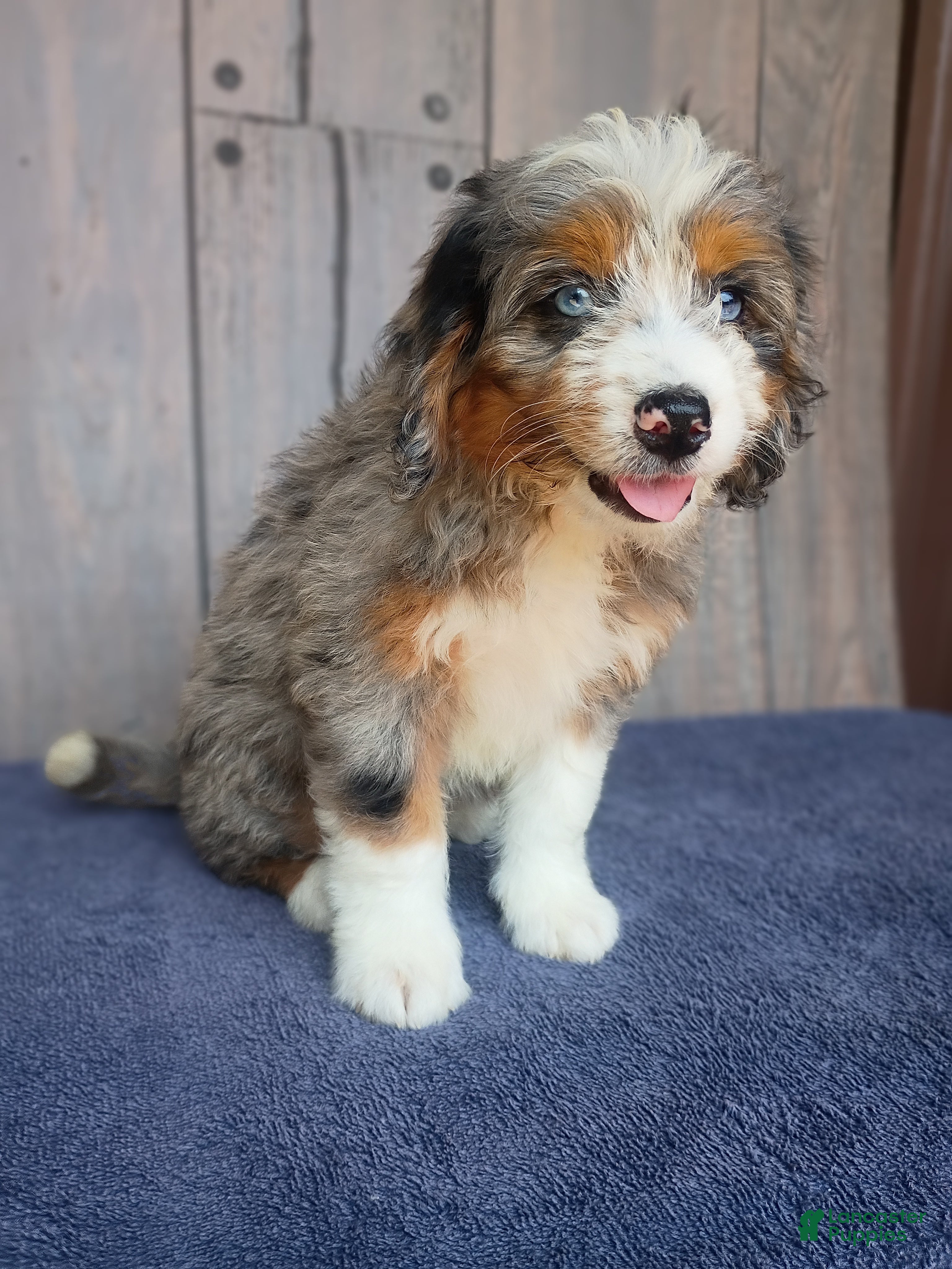 Mini Bernedoodle dogs Luna - Ad 2