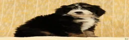 Mini Bernedoodle dogs for sale: Ranger - Ad 5