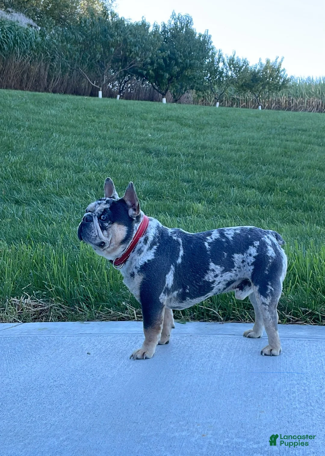 French Bulldog dogs for sale: Luka - Ad 9