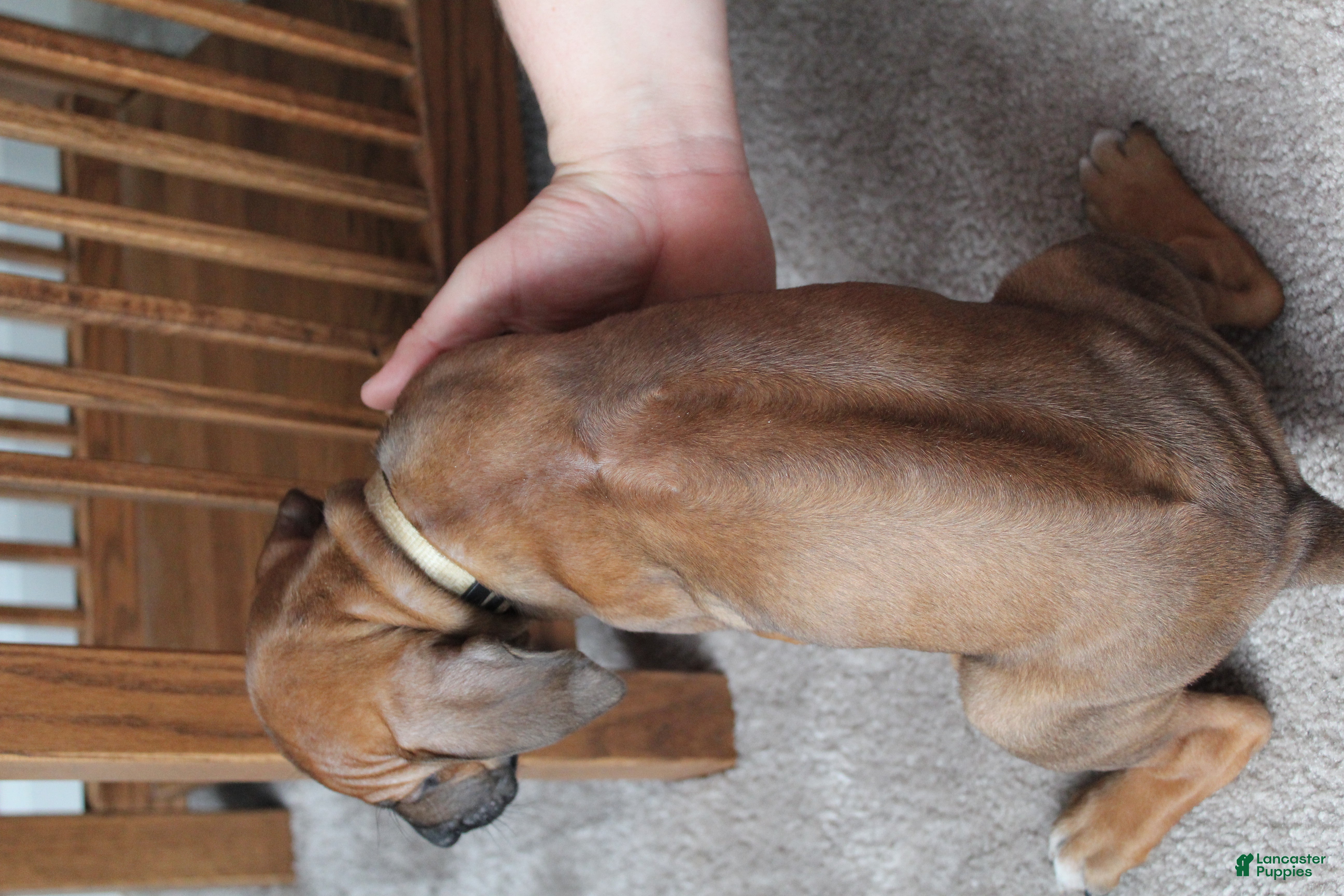 Rhodesian Ridgeback dogs Kara - Ad 2