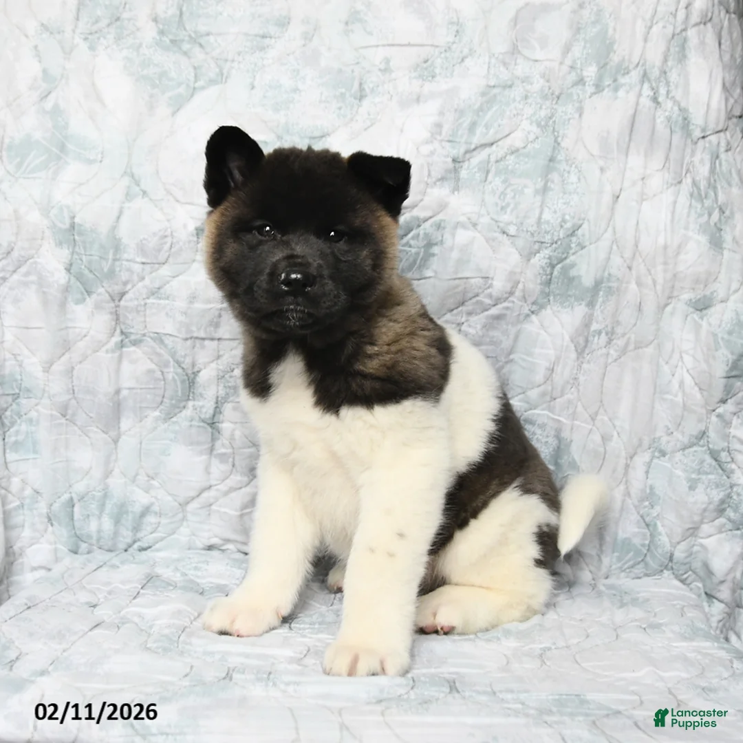 Akita dogs for sale: Betty   - Ad 4