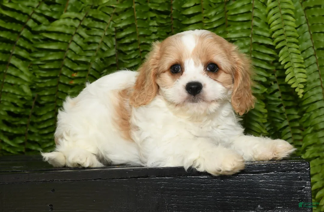 Gallery Image {{count}}