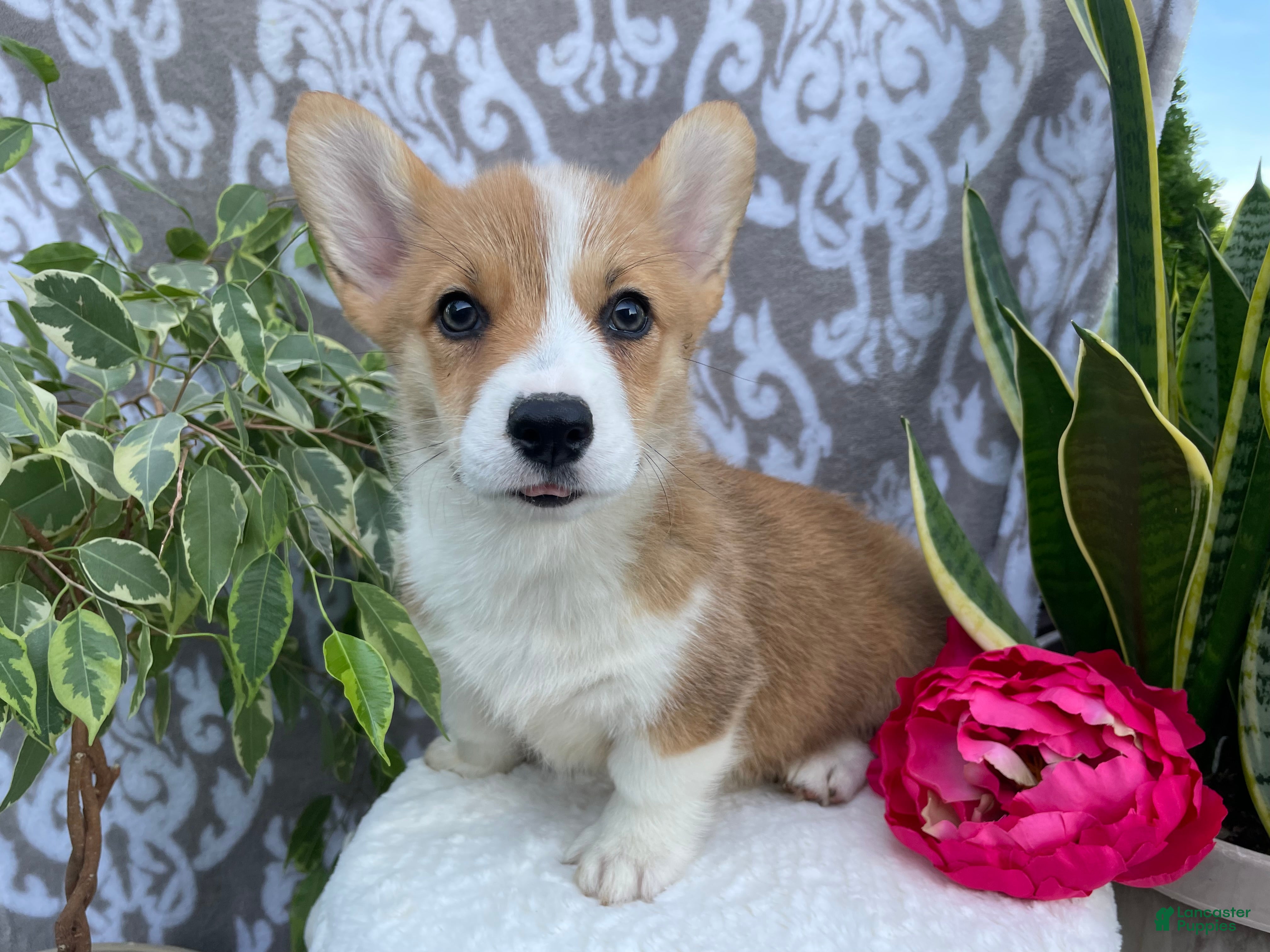 Welsh Corgi Pembroke dogs Skye - Ad 2