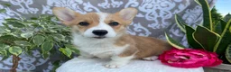 Welsh Corgi Pembroke dogs for sale: Skye - Ad 2
