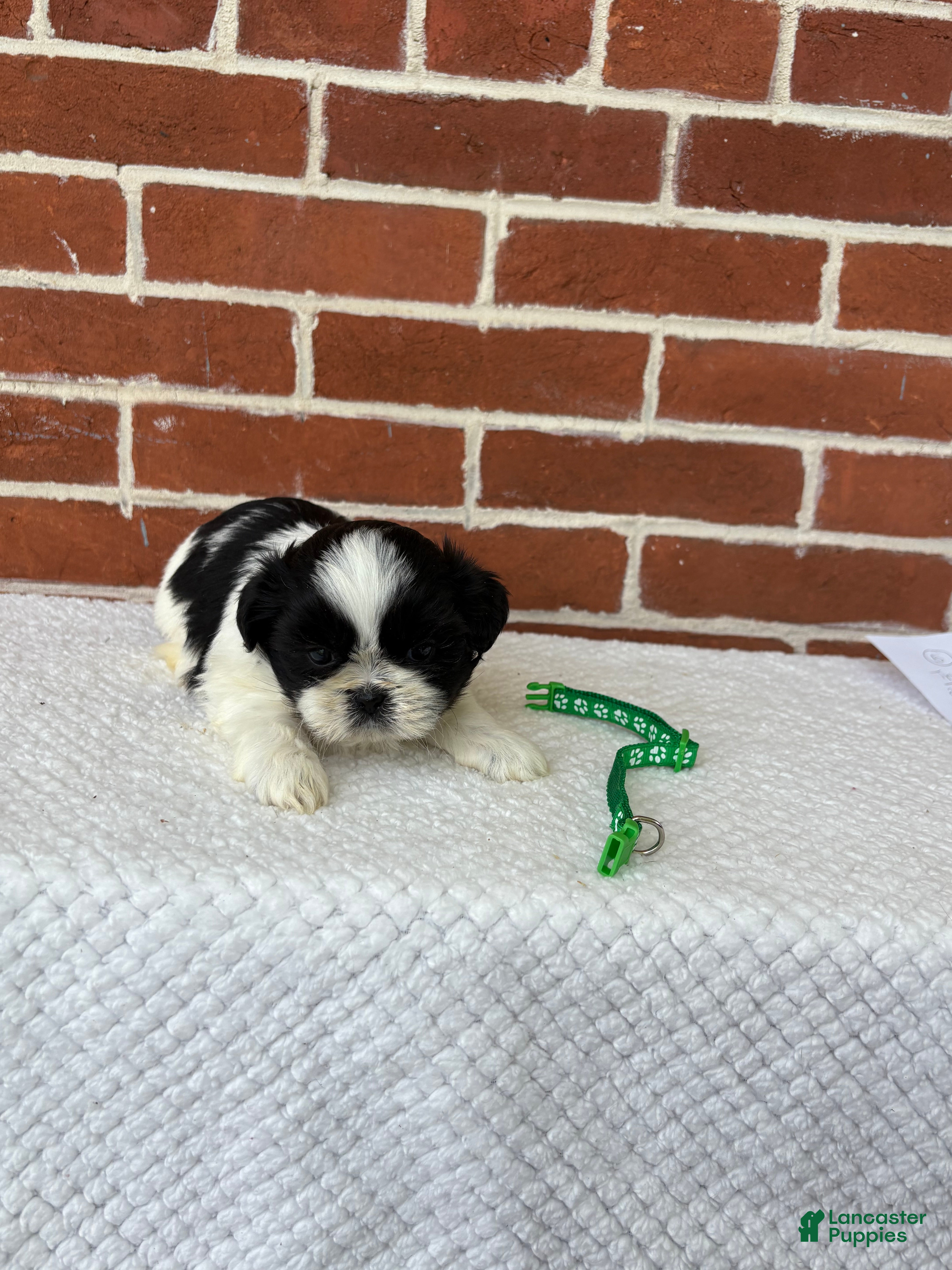 Shih Tzu dogs for sale: Louie - Ad 8