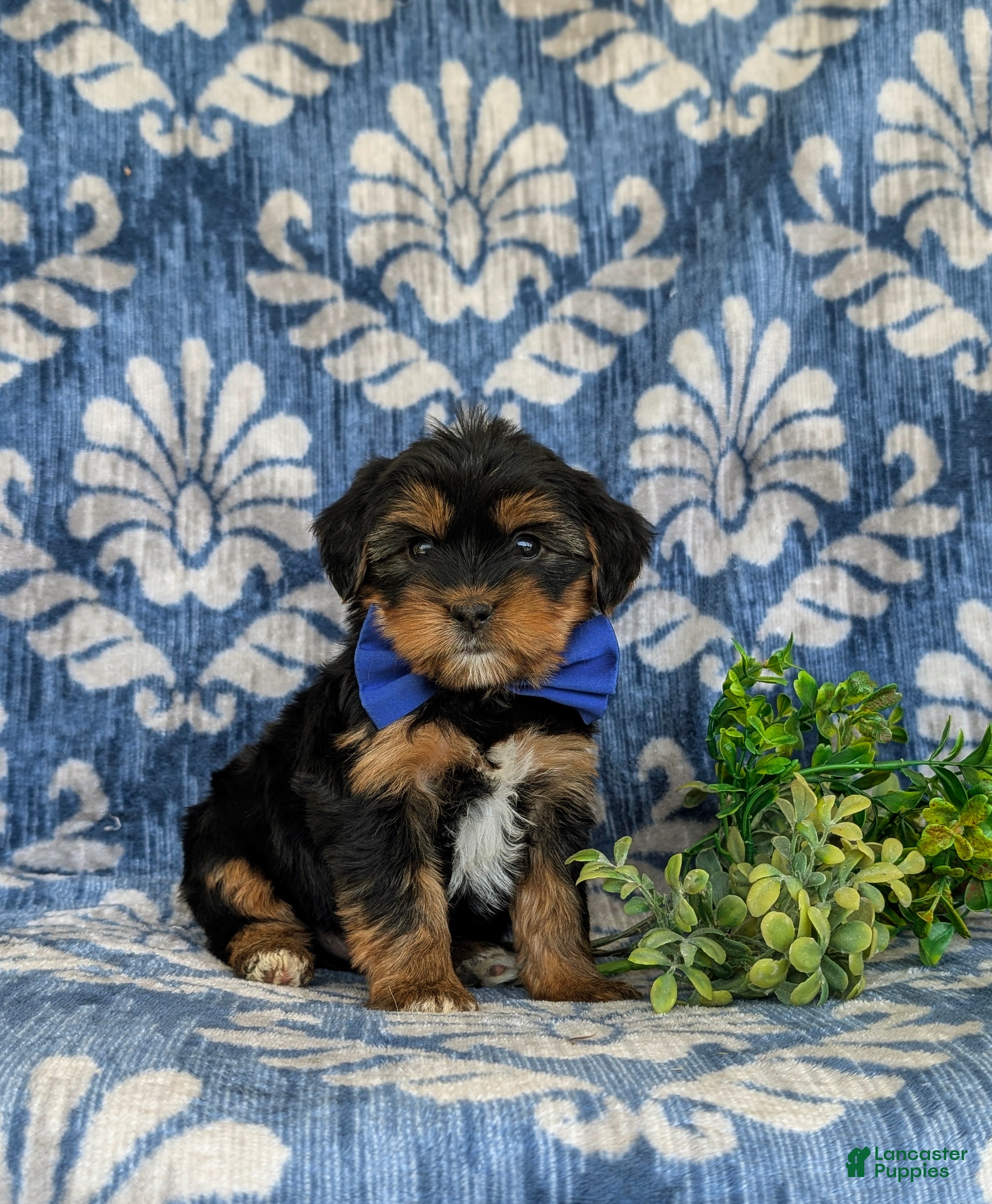 Shorkie dogs Lowell 7 lbs Full Grown - Ad 1