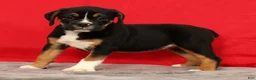 Beabull dogs for sale: Cassie - Ad 6