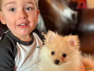 Pomeranian dogs for sale: Pomeranian Puppy 3 - Ad 1