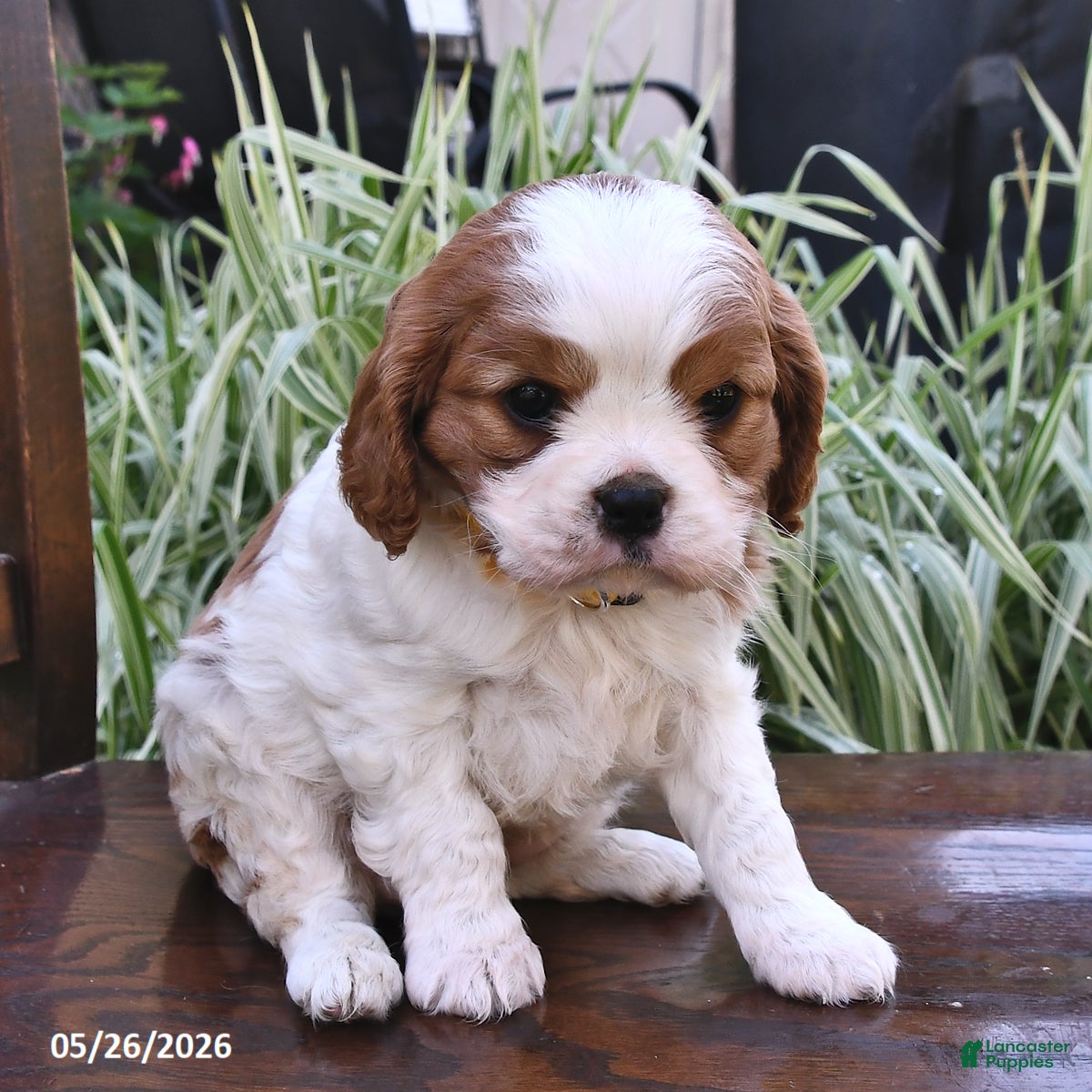 Cavalier King Charles Spaniel dogs Mandie  - Ad 1