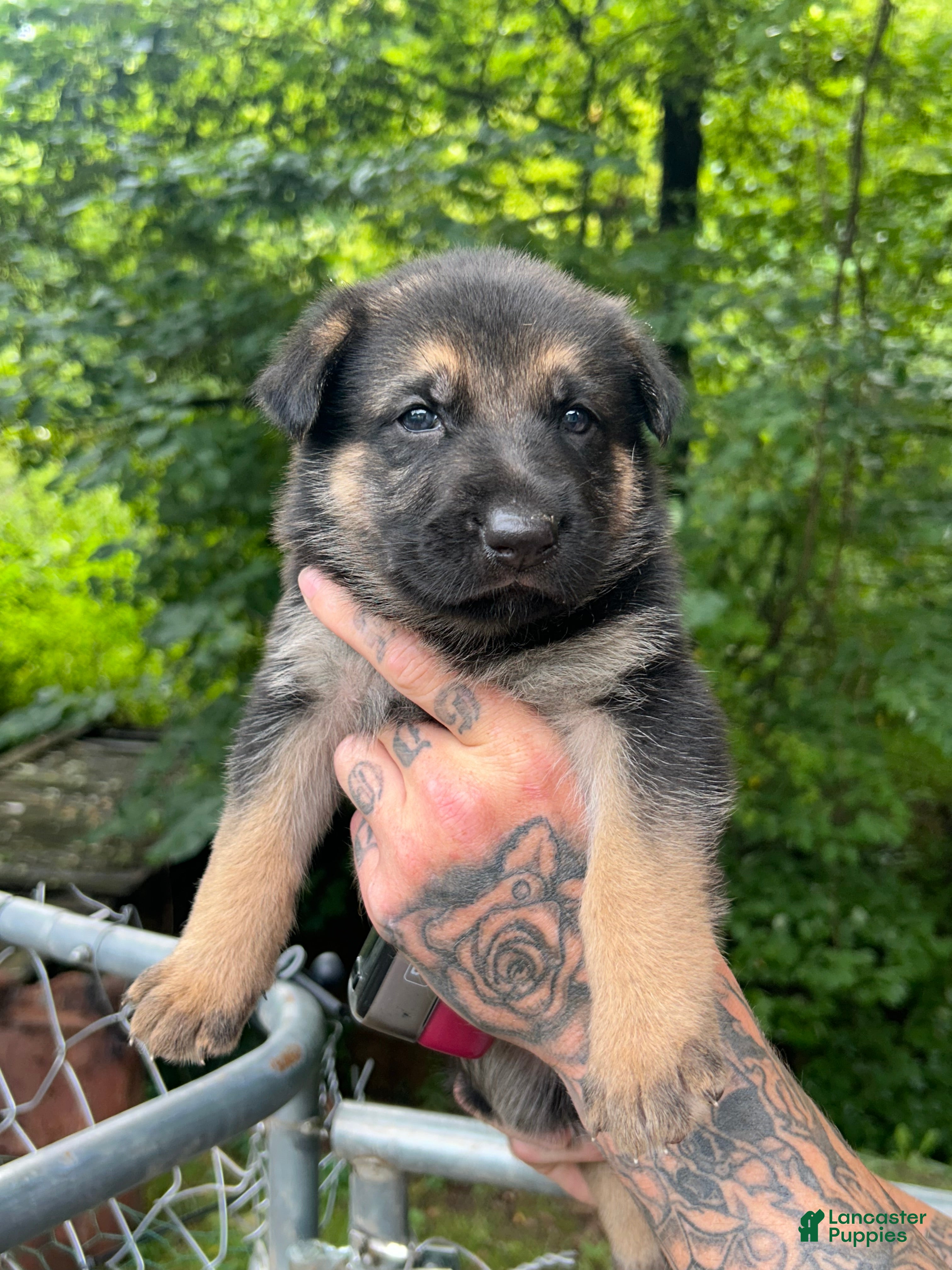 German Shepherd dogs German Shepherd 5 - Ad 1