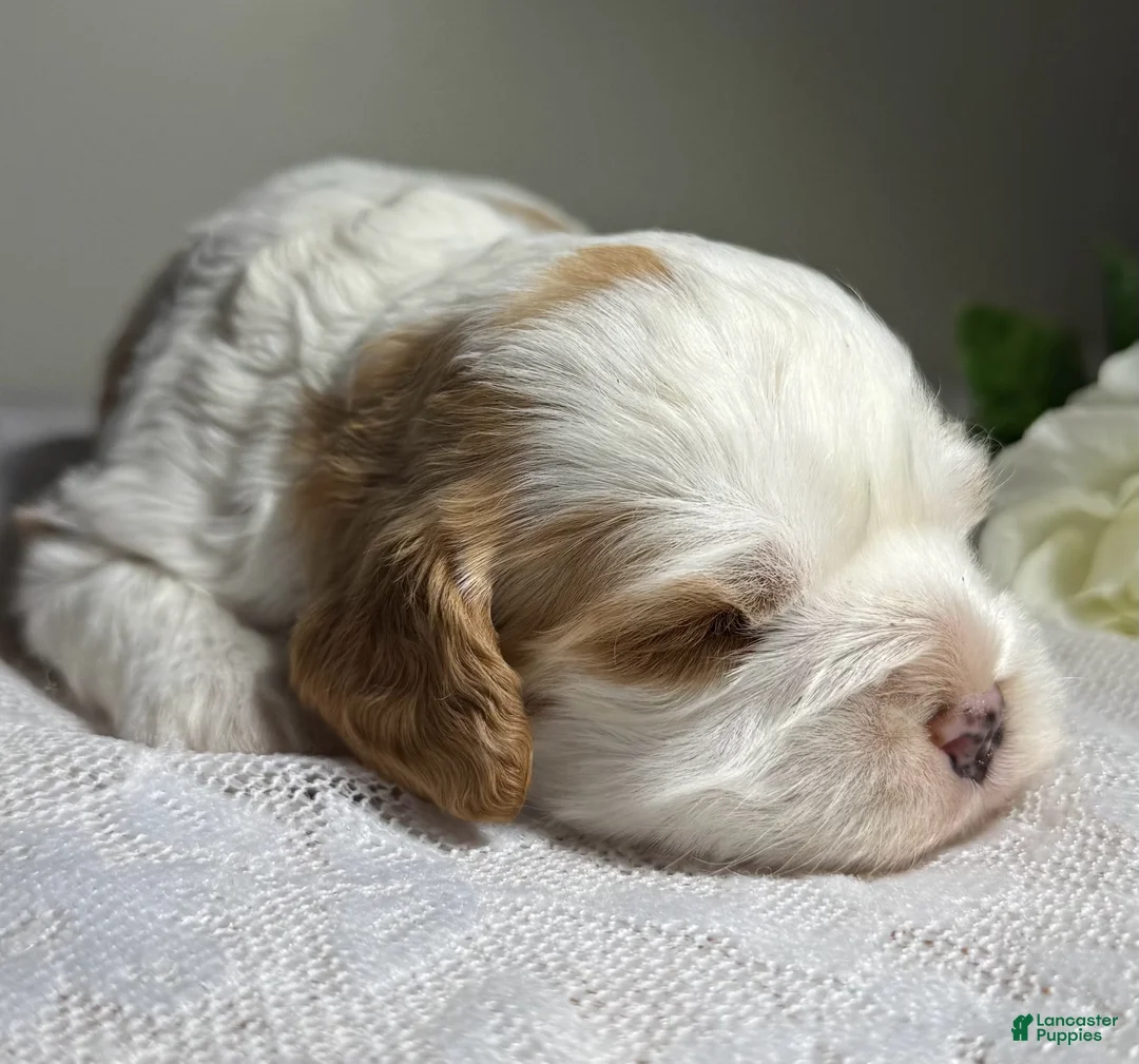 Cavapoo dogs for sale: Pearl Cavapoo  - Ad 1