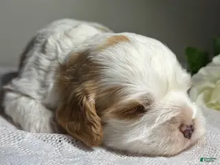Cavapoo dogs Pearl Cavapoo - Ad 1
