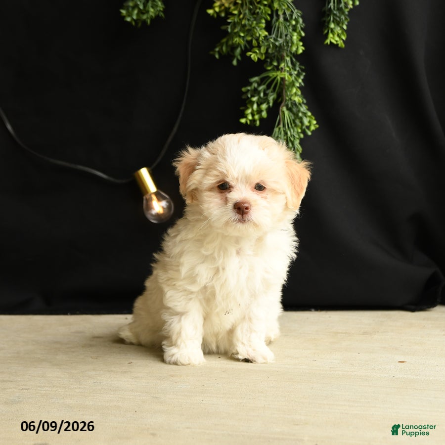 Mixed Breed dogs Winnie - Ad 1
